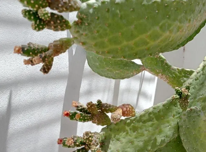 Casa Mocan * أرّاثيفي