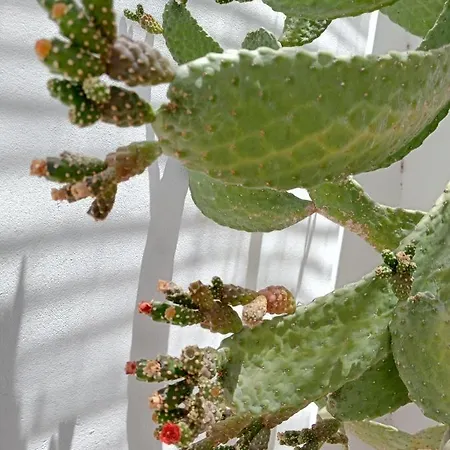 Casa Mocan * Arrecife (Lanzarote)