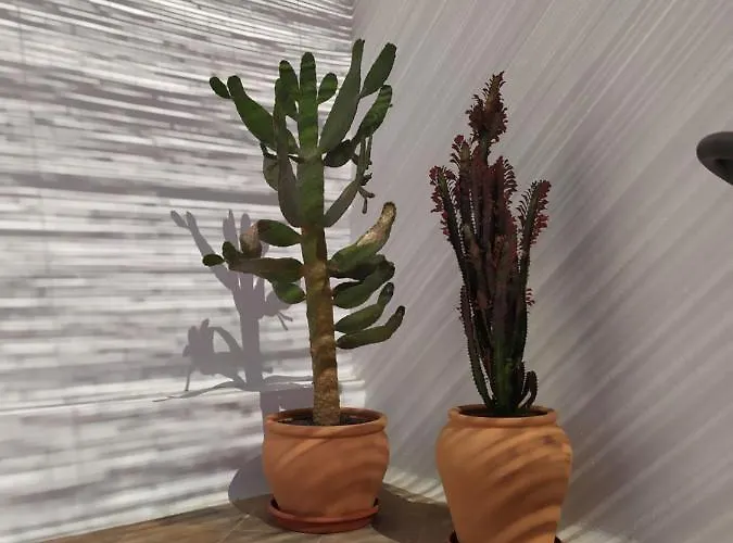 Casa Mocan Alloggio in famiglia *